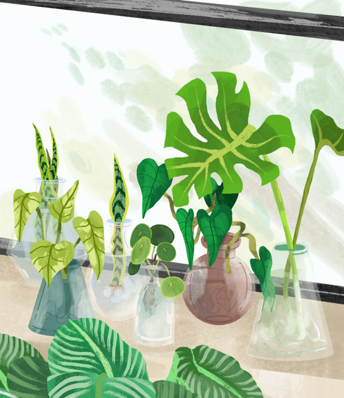 Propagation When Your Plant Babies Have Babies